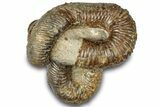 Fossil Heteromorph (Nostoceras) Ammonite Cluster - Madagascar #314943-3